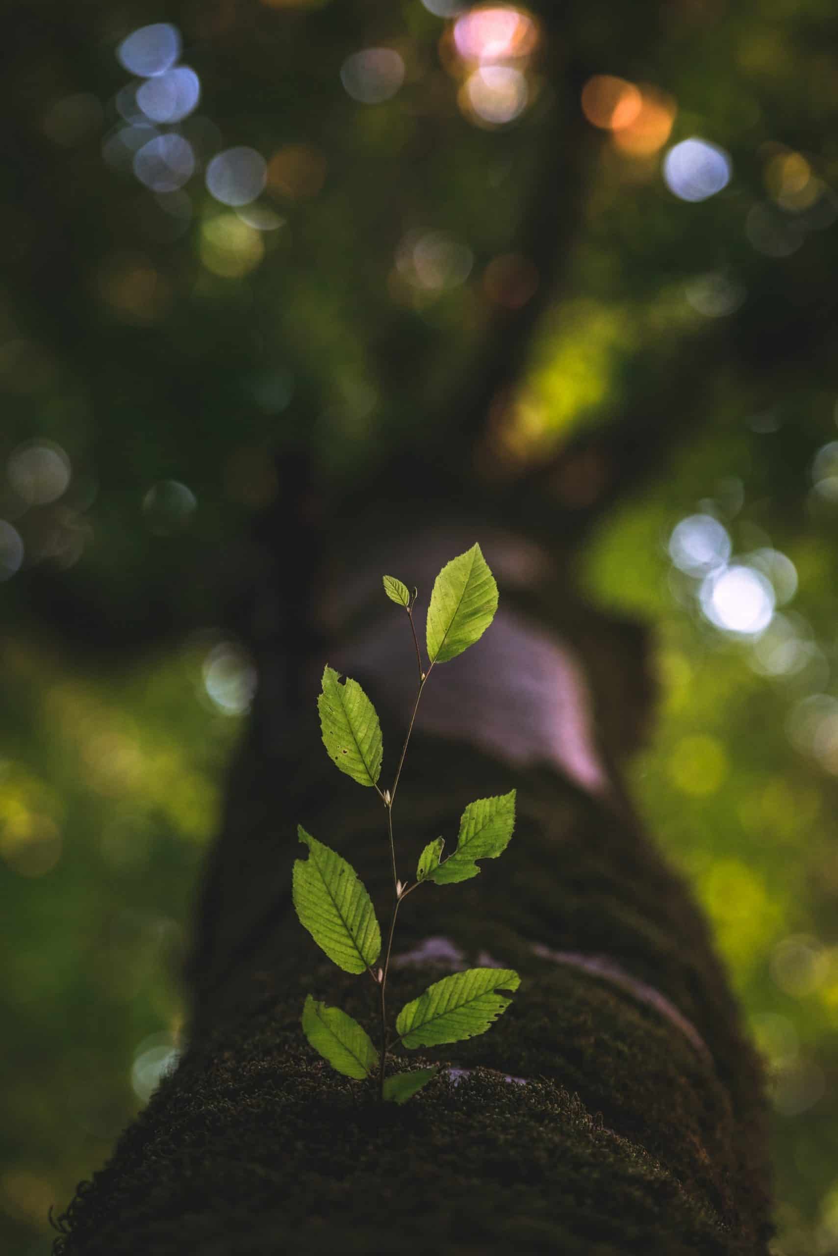 Career Growth and the Product Manager