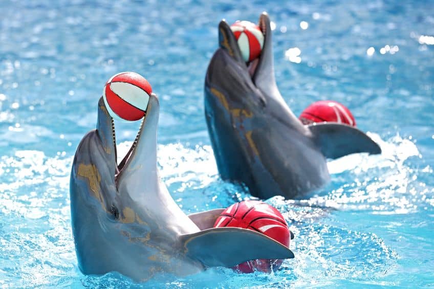 20418418 - dolphins playing with balls in the pool