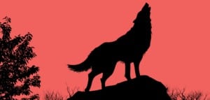 from underdog to top dog